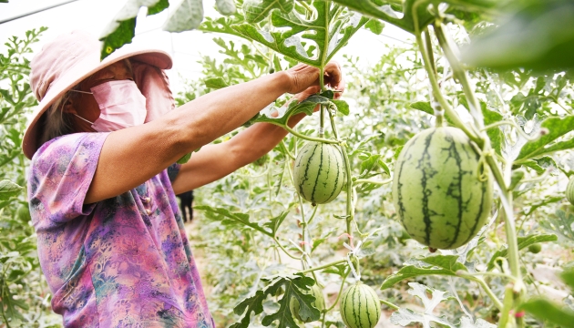谷雨前后，種瓜點(diǎn)豆
