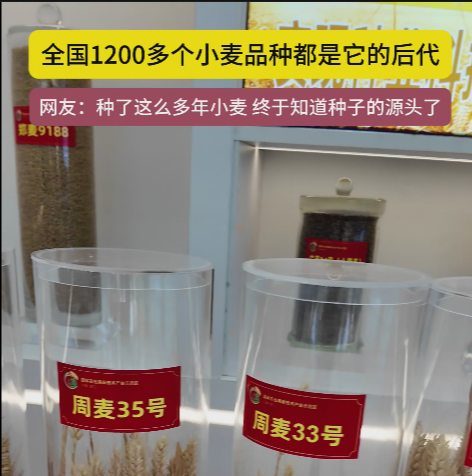 周口國家農(nóng)高區(qū)展示的種子資源，全國1200多個小麥品種都是它的后代!